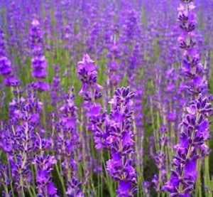 lavendar flowers