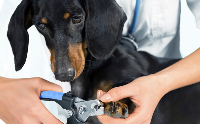 Free Nail Trim for Dogs at Petco Freebies2Deals
